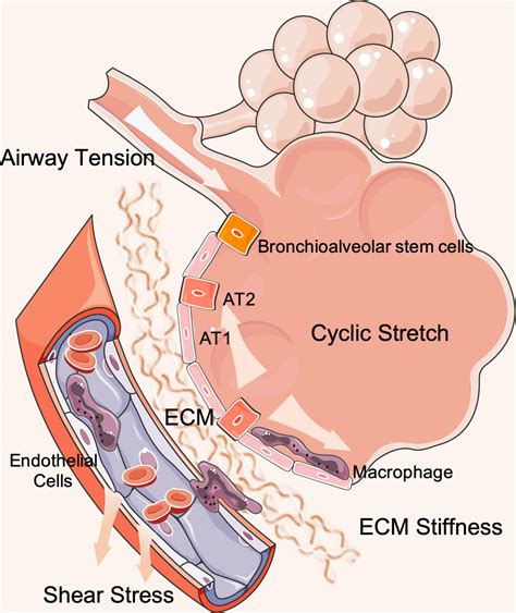 Frontiers | Mechanotransduction Regulates the Interplays Between Alveolar Epithelial and ...