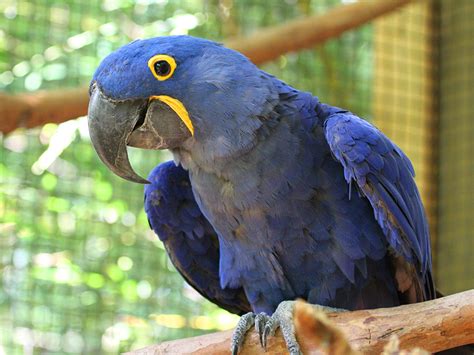 Hyacinth Macaw | Alexandria Zoo