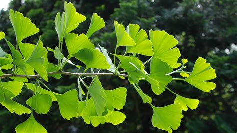 Ginkgo Biloba Review - Ginkgo Biloba Uses, Dosage, Side Effects