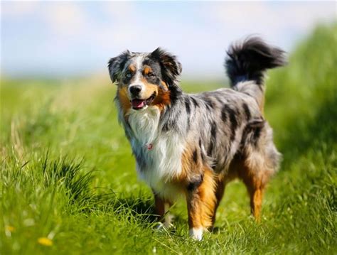 Caratteristiche dell'Australian Shepherd-Border Collie Mix | Constant ...