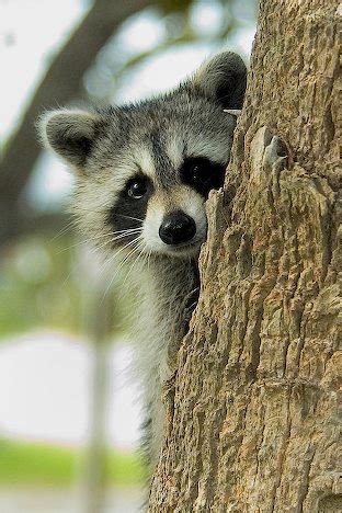 Raccoon - Facts, Pictures, Diet, Habitat, As Pets and Predators