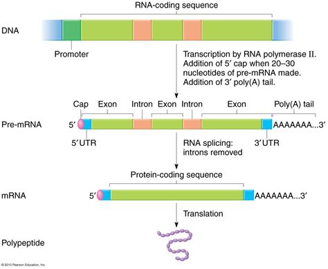 Post-transcriptional processing