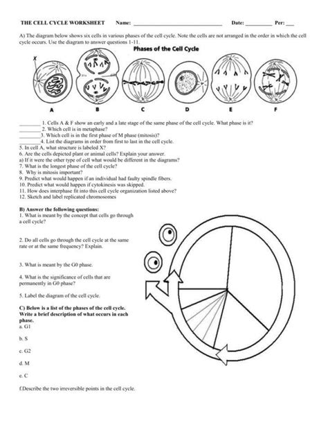 Cells Alive Mitosis Phase Worksheet