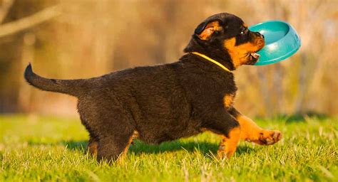 What Can Be The Best Food For Your Rottweiler Puppy? | Rottweiler Life