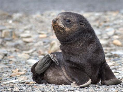 A baby seal has been rescued from a field 10km from the beach in New ...