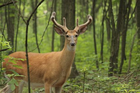 How Much Do You Know About Whitetail Deer Behavior, Patterns?