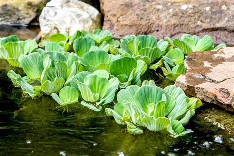 Water Plant