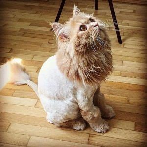 41 Wonderful Cats with Cute Haircuts (2021) – Hairstyle Camp