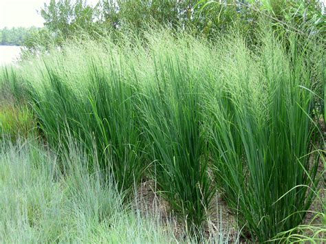 panicum northwind | Plants, Grasses landscaping, Heather gardens