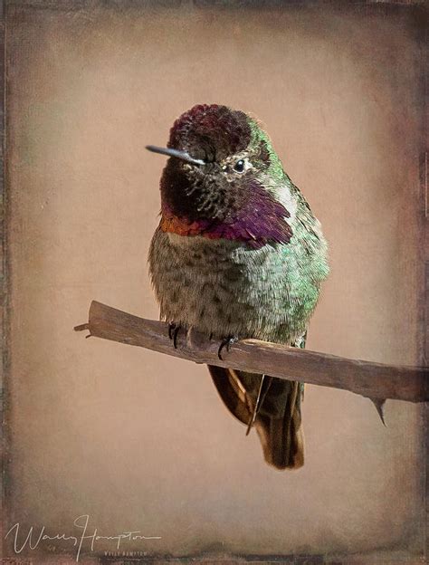 Annas Hummingbird, Arizona, USA - 9227 Photograph by Wally Hampton - Fine Art America