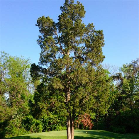 Red Cedar Tree Seeds Heirloom, Open Pollinated, Non GMO Grow Indoors ...