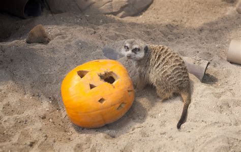 PHOTOS: Winnipeg zoo animals get new toy as part of Thanksgiving ...