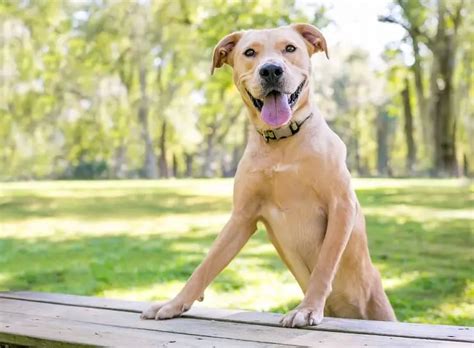 Golden Retriever Pitbull Mix: A Manual for a Happy, Healthy Pet