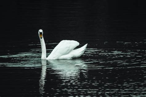 A White Swan on the Lake · Free Stock Photo