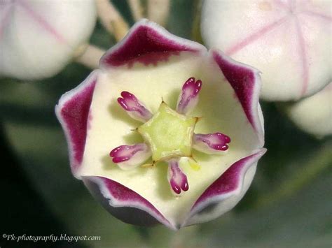 Calotropis procera-Apple of Sodom | Nature, Cultural, and Travel Photography Blog