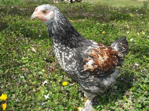 52 best images about Brahma chicken colors that I have on Pinterest ...