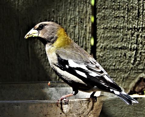 Female Evening Grosbeak Photograph by VLee Watson - Fine Art America