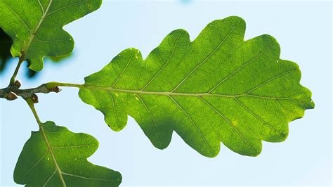 Sessile Oak (Quercus petraea) - British Trees - Woodland Trust