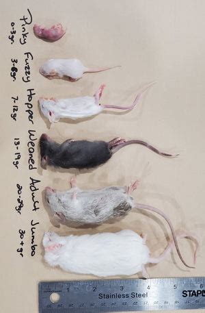 This Old House: Feeder Mice Sizes