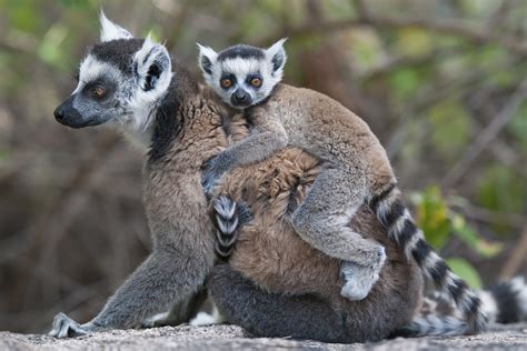 Tierlexikon: Lemur, Katta, Maki – WWF Panda Club