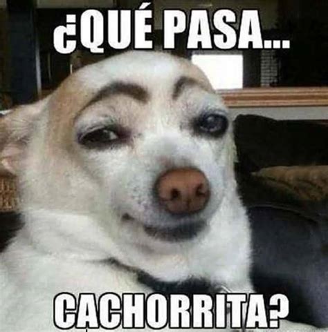 Perros Meme Funny Image Photo Joke 09 | QuotesBae