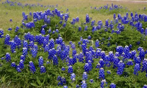 The Texas state flower by Lou Ann · 365 Project