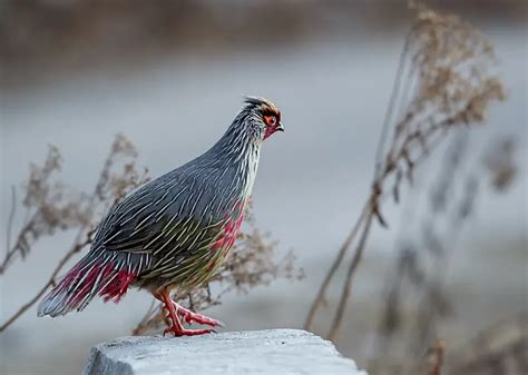 Blood Pheasant - Facts, Diet, Habitat & Pictures on Animalia.bio