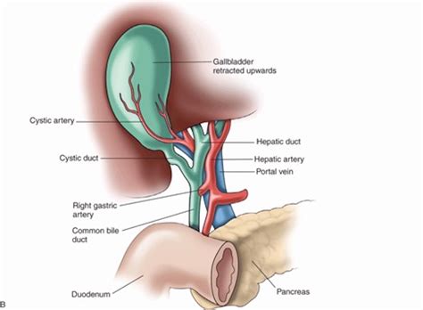 Portal Triad Anatomy