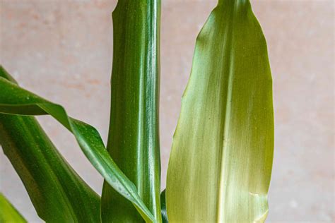 Corn Plant (Dracaena): Plant Care & Growing Guide