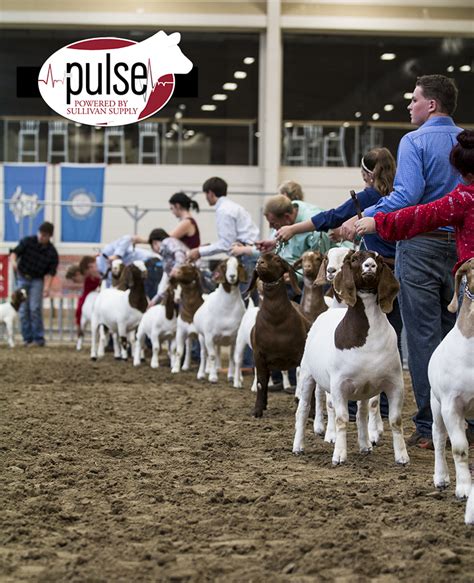 A grand day in Grand Island | National Boer Goat Show | The Pulse