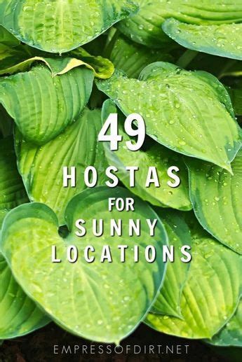 Hostas for Sun: Sun-Tolerant Options For Your Garden | Hosta gardens, Hostas, Landscaping plants