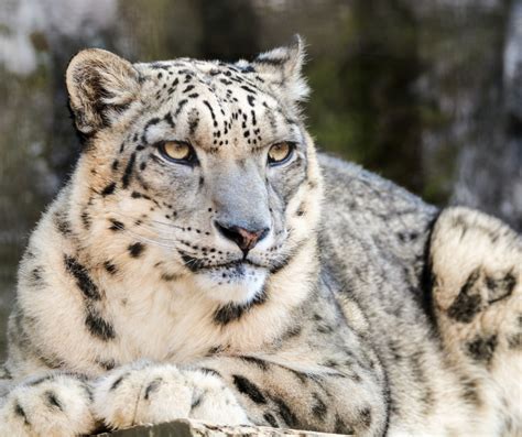 Snow Leopard Adaptations | Best Snow Leopard Tour In India