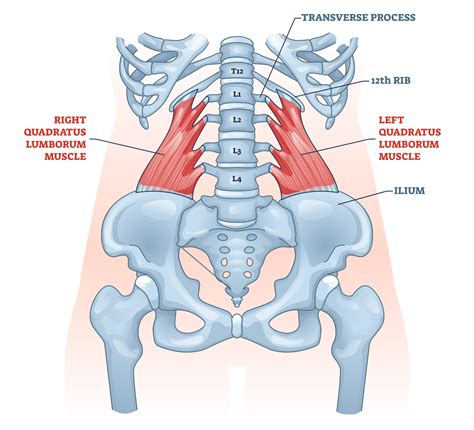 Quadratus Lumborum: 4 Exercises and 4 Stretches - Inspire US