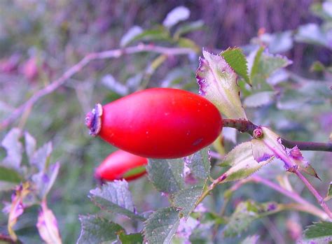 Rosa canina (dog rose): Go Botany