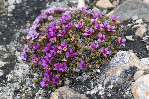 15 Unique Types of Tundra Plants