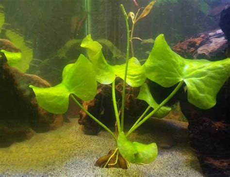 Aquarium Banana Plant Care Guide (Nymphoides Aquatica)