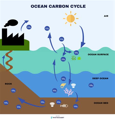 What is the Carbon Cycle in the Ocean? - Earth.Org Kids