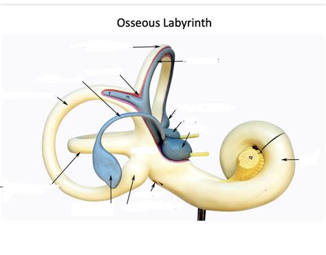 Osseous Labyrinth Quiz