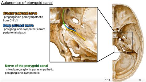 Pin by 晏慈 許 on mandibular nerve | Plexus products, Nerve, Parasympathetic