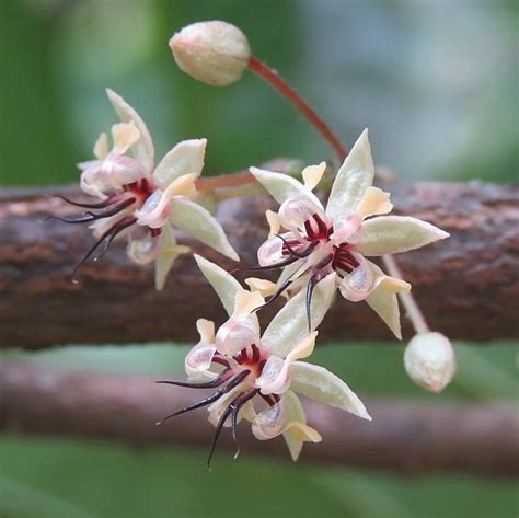 The Miracle Process of Cacao Pollination - The Chocolate Journalist