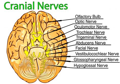 What are Eye Nerves? (with pictures)