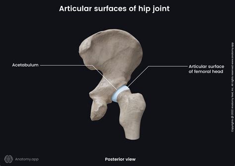 Hip joint | Encyclopedia | Anatomy.app | Learn anatomy | 3D models ...