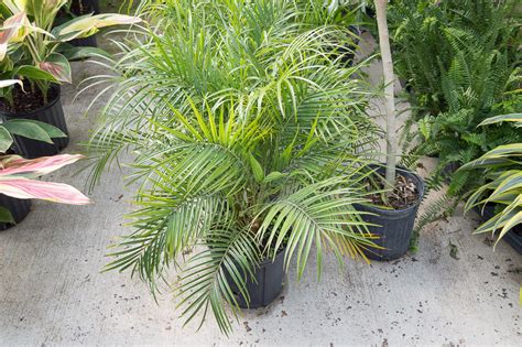 Palm Fern – Medary Acres