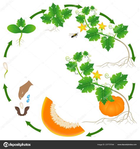 Ciclo Vida Una Planta Calabaza Sobre Blanco Stock Vector by ©ZAQzaq81 ...