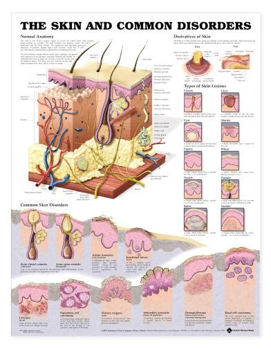 Skin Chart - The Skin and Common Disorders