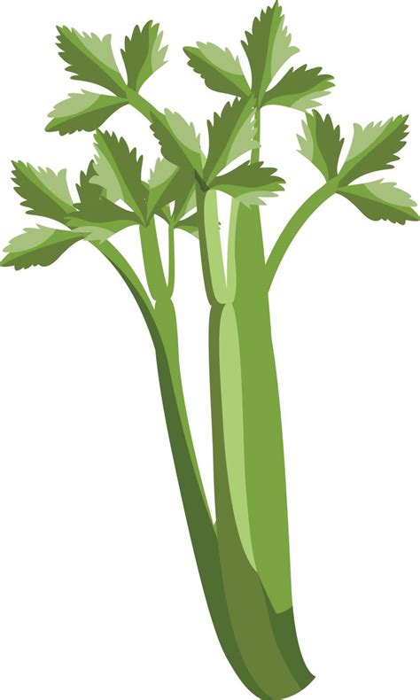 celery Vector Images | VectorGrove - Royalty Free Vector Images