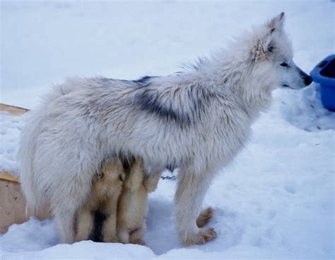 70+ Greenland Wolf Stock Photos, Pictures & Royalty-Free Images - iStock