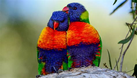 Lorikeets: All You Need To Know - The Happy Chicken Coop