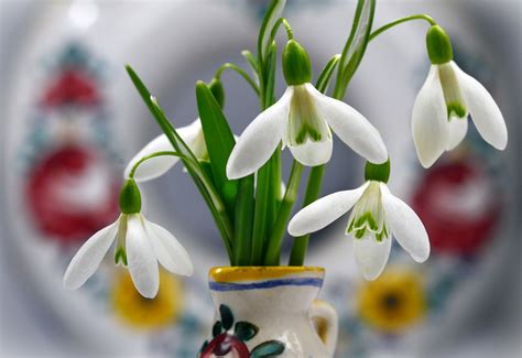 Snowdrops Flowers White - Free photo on Pixabay - Pixabay