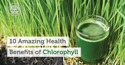 10 Amazing Benefits of Chlorophyll